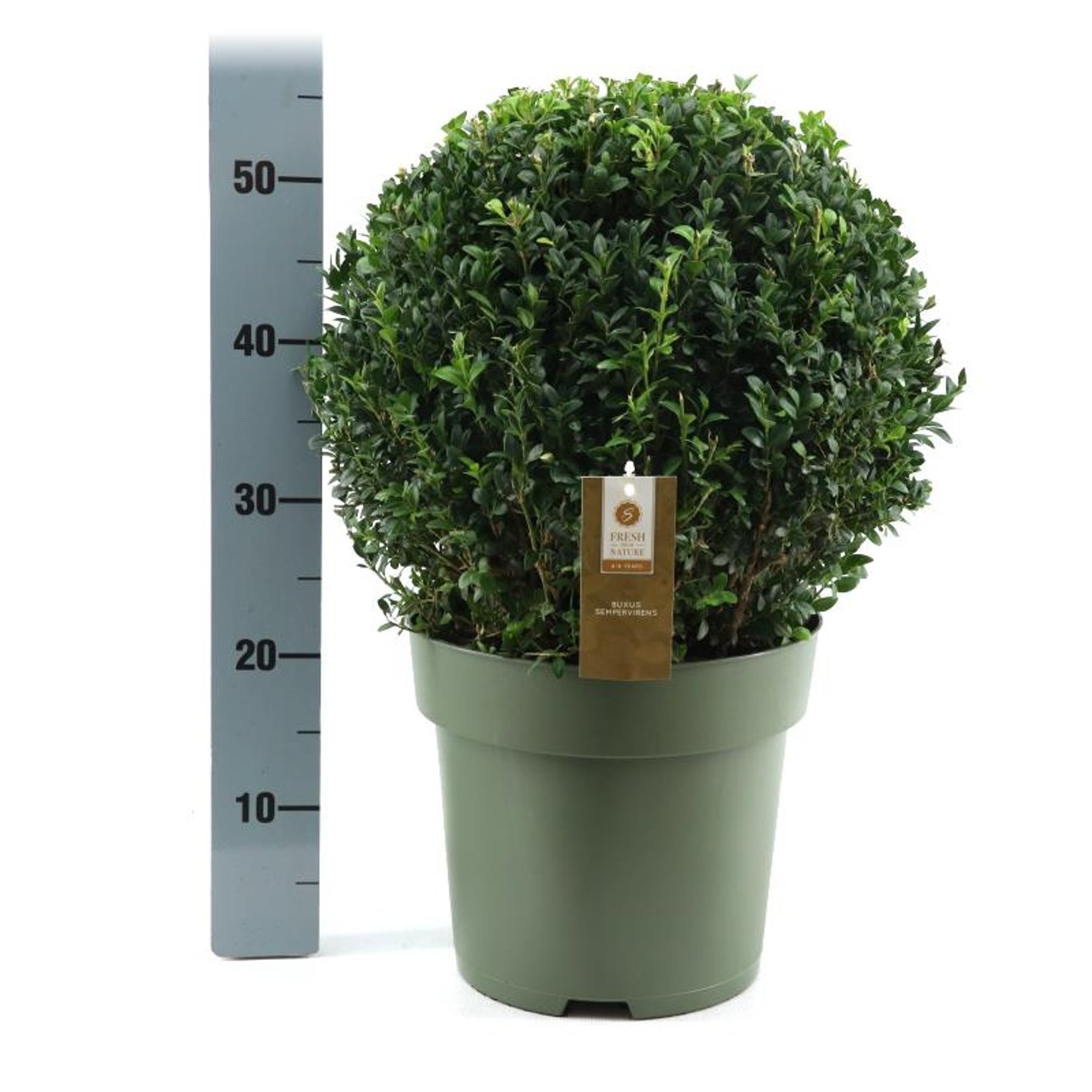 Buxus sempervirens - 35 CM Ball Cont.